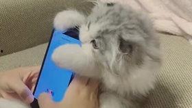 鸭王电影手机在线观看,手机在线观看,畅享视听盛宴