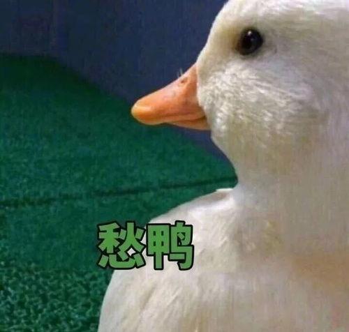 鸭王电影手机在线观看,手机在线观看,畅享视听盛宴  第3张 鸭王电影手机在线观看,手机在线观看,畅享视听盛宴  第3张