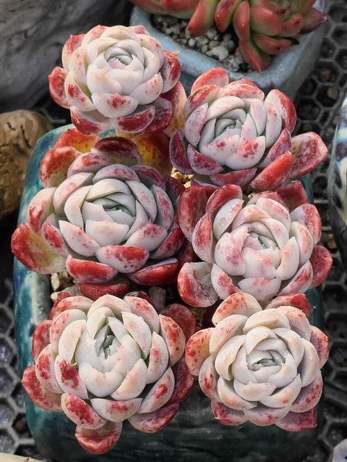 网友爆料多肉视频大全集,网友爆料,养肉秘籍大公开!