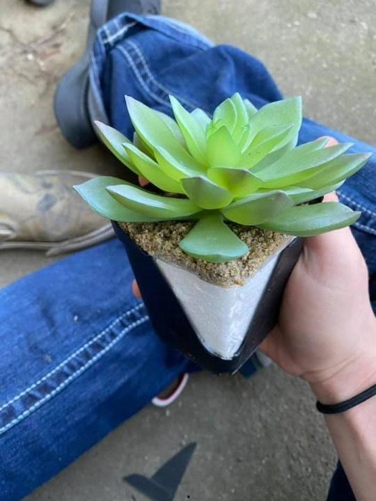 网友爆料多肉视频大全集,网友爆料,养肉秘籍大公开!  第2张 网友爆料多肉视频大全集,网友爆料,养肉秘籍大公开!  第2张