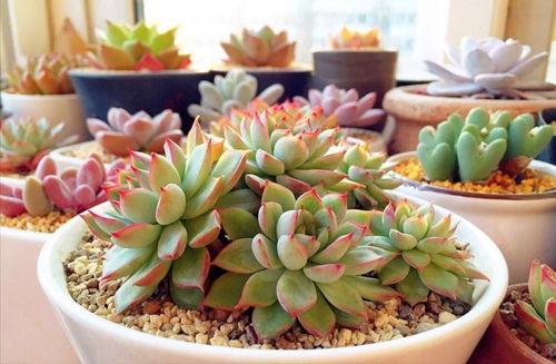 网友爆料多肉视频大全集,网友爆料,养肉秘籍大公开!  第3张 网友爆料多肉视频大全集,网友爆料,养肉秘籍大公开!  第3张