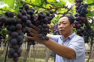 西昌的瓜最新爆料,揭秘最新瓜种传奇  第2张 西昌的瓜最新爆料,揭秘最新瓜种传奇  第2张