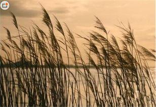 芦苇玻璃在线观看,穿越时光的视觉奇遇  第3张 芦苇玻璃在线观看,穿越时光的视觉奇遇  第3张