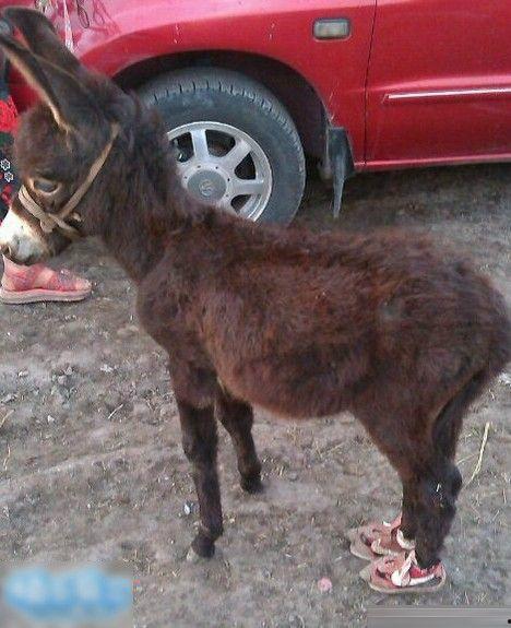 搞笑视频三驴子爆料,揭秘娱乐圈那些不为人知的幕后趣事  第2张 搞笑视频三驴子爆料,揭秘娱乐圈那些不为人知的幕后趣事  第2张