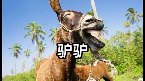 搞笑视频三驴子爆料,揭秘娱乐圈那些不为人知的幕后趣事  第3张 搞笑视频三驴子爆料,揭秘娱乐圈那些不为人知的幕后趣事  第3张