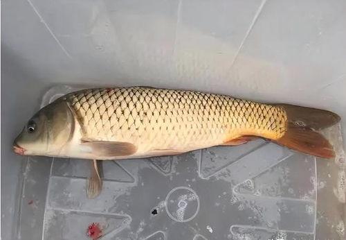 鲤鱼养殖爆料视频大全集,视频大全集深度解析  第2张 鲤鱼养殖爆料视频大全集,视频大全集深度解析  第2张