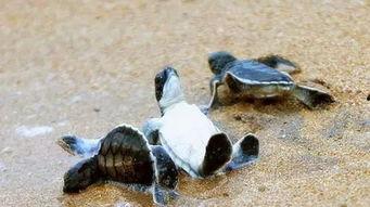 海龟爸爸爆料了吗视频播放,揭秘幕后真相  第3张 海龟爸爸爆料了吗视频播放,揭秘幕后真相  第3张