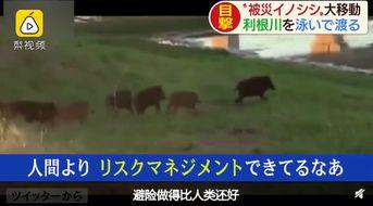 超级野猪最早爆料视频播放,揭秘神秘生物神秘面纱  第2张 超级野猪最早爆料视频播放,揭秘神秘生物神秘面纱  第2张