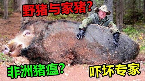 超级野猪最早爆料视频播放,揭秘神秘生物神秘面纱  第3张 超级野猪最早爆料视频播放,揭秘神秘生物神秘面纱  第3张