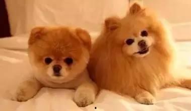 娱乐圈爆料50条狗,揭秘明星背后的狗血故事  第2张 娱乐圈爆料50条狗,揭秘明星背后的狗血故事  第2张