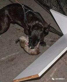 狗抓老鼠新闻爆料视频播放,罕见奇观引发网友热议,视频播放量飙升  第2张 狗抓老鼠新闻爆料视频播放,罕见奇观引发网友热议,视频播放量飙升  第2张