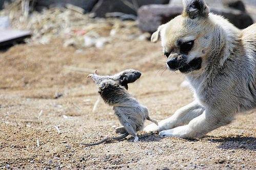 狗抓老鼠新闻爆料视频播放,罕见奇观引发网友热议,视频播放量飙升  第3张 狗抓老鼠新闻爆料视频播放,罕见奇观引发网友热议,视频播放量飙升  第3张