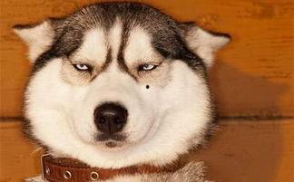 狗头吃瓜素材视频下载免费,萌态十足,免费素材视频带你笑翻天