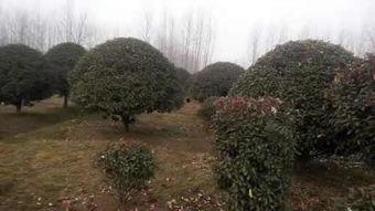 都市爆料石榴树视频下载,揭秘石榴树视频下载背后的秘密  第3张 都市爆料石榴树视频下载,揭秘石榴树视频下载背后的秘密  第3张