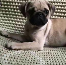 巴哥爆料最新人物图片  第2张 巴哥爆料最新人物图片  第2张