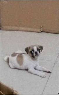 巴哥爆料最新人物图片  第3张 巴哥爆料最新人物图片  第3张