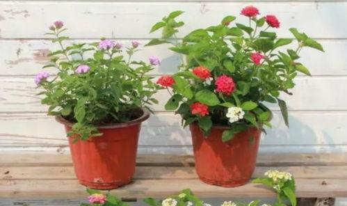 黑喵早期爆料视频大全最新,揭秘娱乐圈幕后真相  第3张 黑喵早期爆料视频大全最新,揭秘娱乐圈幕后真相  第3张